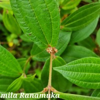 Gonostegia hirta (Hassk.) Miq.